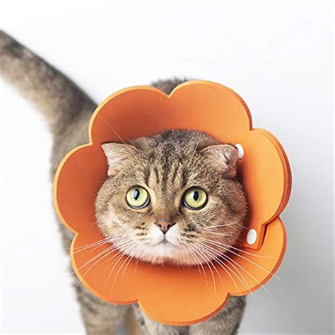 cat cone collar|best cat cone after surgery.